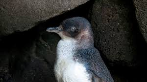 Discover more posts about melbourne penguin. How To See The Little Penguins At St Kilda Breakwater Roamscapes