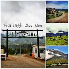 Jalan cinta mata mesilou, kundasang, ranau, sabah. Desa Cattle Dairy Farm Tempat Menarik Dikungjungi Di Kundasang Sabah Tempat Menarik