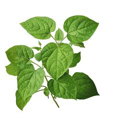 Image result for Alchornea cordifolia