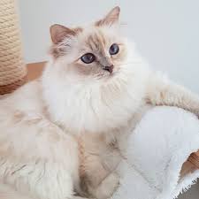 Seal Point Birman Kittens For Sale Nz Miss Fanna Lilac Tortie Point Sacred Birman Www Catterychinte Birman Cat Ideas Of Birman Cat Birmancat Miss Fa Pretty Cats Cute Cat Wallpaper Cute Cats