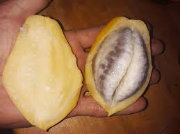 Image result for Vasconcellea pubescens