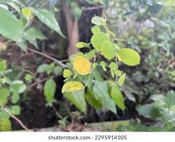 Image result for Cleistanthus
