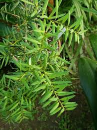 Image result for Afrocarpus usambarensis