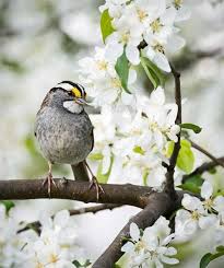 Birds Blooms Magazine Customer Service 45 Best Spring Bird Photos Ever Birds And Blooms Bird Photography Bird Photo Spring Birds