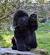 Newfoundland Lab Mix