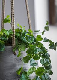 That way, when one plant declines, a new one will be waiting to take its. Creeping Fig Ficus Pumila Buy Plants Online Foli8