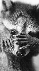 Cute Animals Animals Cute Raccoon Animals Beautiful