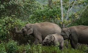 An adorable video clip of an elephant calf bathing in a tub has taken the internet by storm. How Ethical Is The Elephant Sanctuary You Re Visiting Ethical Holidays The Guardian