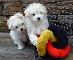 Bolognese, california » san francisco. Bolognese Puppies For Sale Northeast Los Angeles Ca 185406