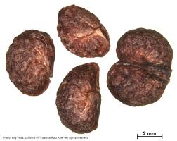 Image result for Psydrax livida