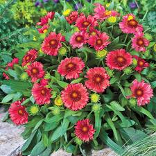 Thanks for watching, keith in arizona. Spring Hill Nurseries 2 In Pot Arizona Red Shades Gaillardia Live Deciduous Plant Red Flowering Perennial 1 Pack 70752 The Home Depot Flower Seeds Flowers Perennials Plants