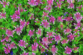 What are the weeds with purple flowers called. Arpbbilku Et5m