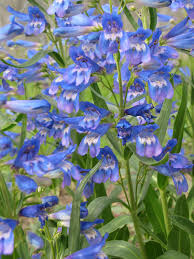 Riding hood™ series, aka delft blue) hybridized. Penstemon Barbatus Delft Blue Riding Hood Beard Tongue Delft Blue Riding