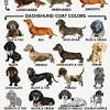American cream dachshunds on the other hand, are cream in color but do not descend from english dachshunds. Https Encrypted Tbn0 Gstatic Com Images Q Tbn And9gctjro7oa Yo2dmep6coqqfq91eabxvxwymq6dnhadxc0ugabxbl Usqp Cau