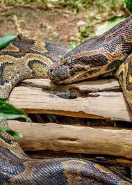 31 African Rock Python Facts Both Species Africa S Largest Snake African Animals Largest Snake African