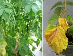 Grow potatoes through the summer in cool northern regions. Verticillium Wilt In The Pacific Northwest Pacific Northwest Pest Management Handbooks