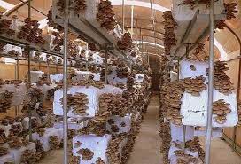 Finanțări pentru ideile de afaceri noi sau pentru dezvoltarea afacerilor deja uniunea europeană ne dă bani pentru afacerile noastre prin programul operațional regional în care a discuții cu consultanți experți în fondurile europene. Idei De Afaceri Crescatorie De Ciuperci Pleurotus Cu Fonduri Europene Cultiva Profitabil