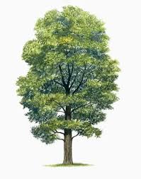 Image result for Ulmaceae