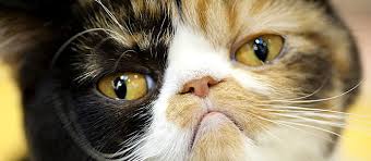 Twenty one percent of american families have domestic cats. What Breed Is My Cat Care Com