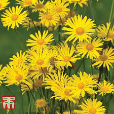 Ramalan bintang leo untuk mei 2021. Doronicum Caucasicum Little Leo Plants Thompson Morgan