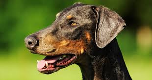 Die naturbelassenen ohren haben eine angemessene größe; Hunderasse Dobermann Im Portrait Pets Premium
