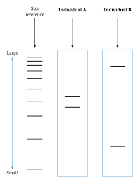 Answer key dna fingerprinting activity introduction : Lesson Explainer Applications Of Dna Fingerprinting Nagwa