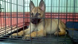 Rockey German Malinois Shepherd Puppy