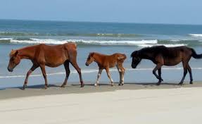 Read more wild horses these colonial spanish mustangs as they are more famously known, roam the northern. Nature Up Close Wild Horses Of The Outer Banks Corolla Wild Horses Corolla Wild Horse Fund
