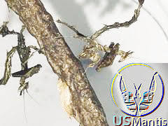 Image result for Heteromorpha stenophylla