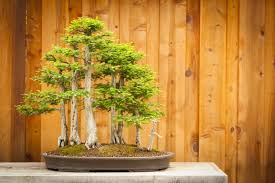 You can purchase starter trees or, if you have a bit of experience, use a small tree harvested from nature. Bald Cypress Bonsai Tree Care Guide Taxodium Distichum Bonsai Tree Gardener