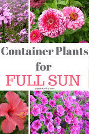 Container Plants For Full Sun Container Plants Full Sun Plants Full Sun Container Plants
