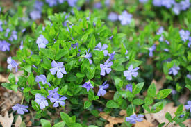 Image result for Vinca minor