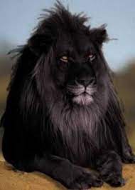 Black Beauties 10 Amazing Melanistic Animals Page 2 Of 2 Webecoist Rare Animals Animals Animals Wild