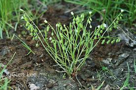 Image result for Montia