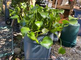Image result for Pontederia crassipes