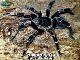 See medical images of dangerous spider bites that can turn the bite of a black widow spider is dangerous because it can affect a person's nervous system. Megaphobema Mesomelas Costa Rican Red Leg Spider Identification Spider Arachnids
