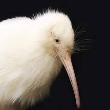 Burung puter merupakan salah satu burung yang sering memiliki banyak mitos, sehingga tidak heran ada saja orang yang mempercayai berbagai mitos mengenai burung puter tersebut. Selandia Baru Berduka Burung Kiwi Putih Langka Mati Setelah Dioperasi Lifestyle Liputan6 Com