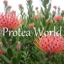 Its vibrant green foliage is tough and leathery, and spirally arranged on the stems. Plants Online Leucospermum Scarlet Ribbon 405b Protea World
