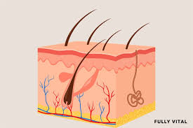 Image result for Sebaceous Gland