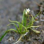 Image result for Subularia