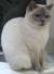 Chocolate Colourpoint British Shorthair