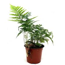 Image result for Davalliaceae