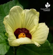 Image result for Hibiscus calyphyllus
