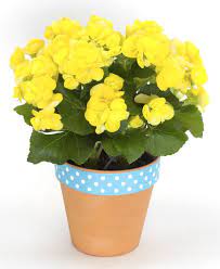 Beautiful Begonias Same Day Flower Delivery Flower Delivery Spring Flower Arrangements