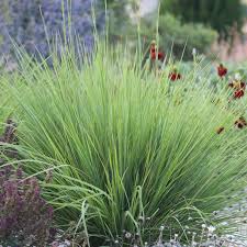 Image result for Enneapogon scoparius