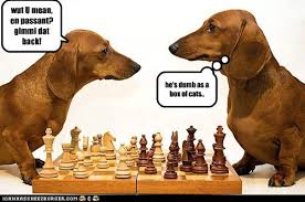 Omjok fun 2.421 views6 months ago. I Can Has Cheezburger Chess Funny Animals Online Cheezburger