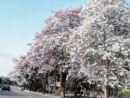 Therefore, malaysia is in the south part of asia. Photos What Malaysia Looks Like When Sakura Trees Are In Full Bloom