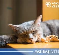 Yazibasi Ic Parazit Asklepion Veteriner Klinigi