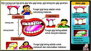 Gigi kacip melumatkan makanan fungsi: Page 5 Kongsiilmu Cgsitiroha Bahan Ulangakji Sains Tahun 3 Kssr