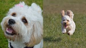 The cavachon dog is not a pure breed. Cavachon Vs Cavapoo Breed Differences And Similarities